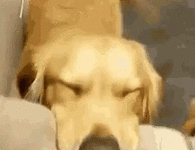dogs-cute-dogs.gif
