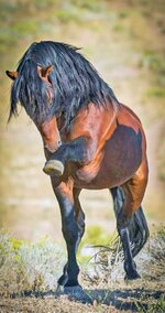 'Carson',Band Stallion on Pine Nut Range.jpg