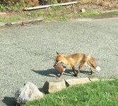 fox-steals-entire-steak-off-grill.jpg