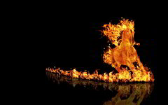 7005377-fire-horse.jpg