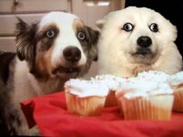 Confused dog.jpg Confused dog.jpg