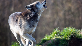 gray-wolf-howl.png