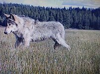 wolf-indian-valley-020321_orig.jpg
