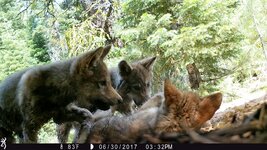RSLassen-wolf-image41-CDFW-FPWC.jpg