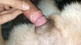 horny-man-fucks-his-furry-dog-in-excellent-closeup-xxx.jpg