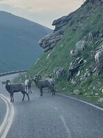 Bighorn Sheep in the Rubies.jpg