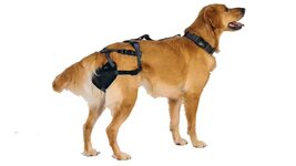 chastity belt.jpg