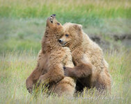 One-Grizzly-Bear-hugs-another-in-an-open-grassland-20180722-115939.jpg