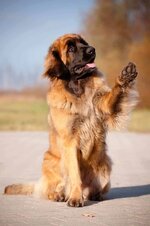 leonberger-min.jpeg