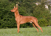 Pharaoh+Hound+Breed+Profile+-+adult+male+Pharaoh+Dog+standing+facing+left-1520947040.jpg