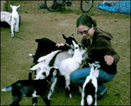 065TONL.gif