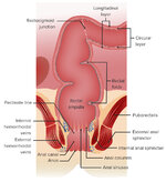 Gross-anatomy-of-the-rectum-and-anal-canal-1-422572985.jpg
