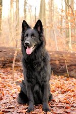 black-long-haired-german-shepherd-3-683x1024.jpg