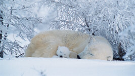 bing_wallpaper_PolarBearFrost_uhd.jpg