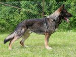 648599482-schferhund_2_20150724-104704-3Zee.jpg