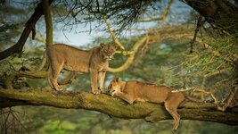 bing_wallpaper_WWDLions_1920x1080.jpg