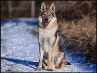 Chez-Wolfdog.jpg