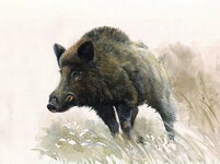 Wild Boar Watercolour.jpg
