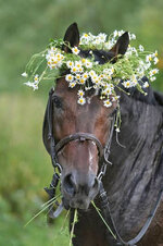 Flowers Horse.jpg