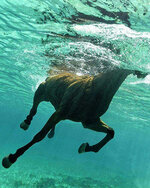 Underwater Horse.jpg
