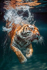 Underwater Tiger I.jpg