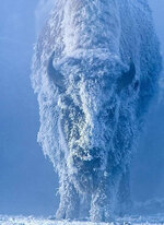 Frost Bison.jpg