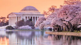 CherryBlossomsDC.jpg