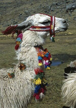 Llama Festive I.jpg