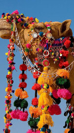 Camel decoration II.jpg