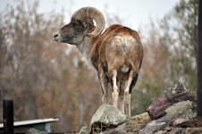 Mouflon.jpg