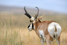 Pronghorn.jpg