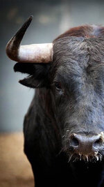 Spanish-Bull.jpg
