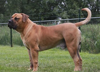 Boerboel3.jpg