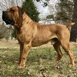 Boerboel1.jpg