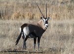 2008oryxfemalebf051023.jpg