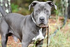 young-blue-nose-pitbull-terrier-dog-outside-leash-young-male-bluenose-blue-white-american-pitb...jpg