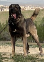 kangal9.jpg