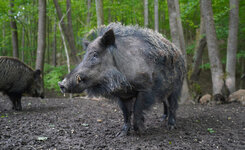 wild-boar.jpg