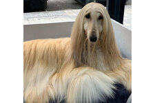 Afghan-hounds-beautiful-pictures.jpg