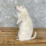 albino_prairie_dog_life-size_mount_for_sale_27116_the_taxidermy_store.jpeg