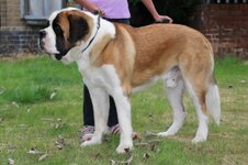 male-saint-bernard-for-sale-51fe9dfee1be3.JPG