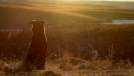 sunrise-dog-on-hill.png