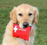 Golden-Retriever-holding-a-first-aid-pouch-in-its-mouth-outdoors-500x486.jpg