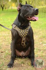 Pitbull-harness-leather-dog-equipment-with-studs-H15-big.jpg