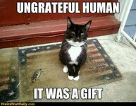-B_cat.jpg
