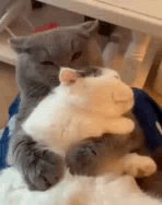 BobitosMimisGIF.gif