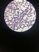 IMG_2632.jpeg