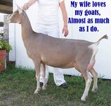 Wife loves.jpg
