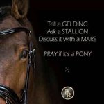 d84e24d2463cfc1d3b99bd99ee0f848a--equine-quotes-equestrian-quotes.jpg