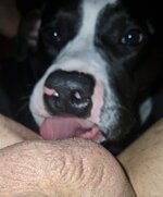 Ball licking.jpg